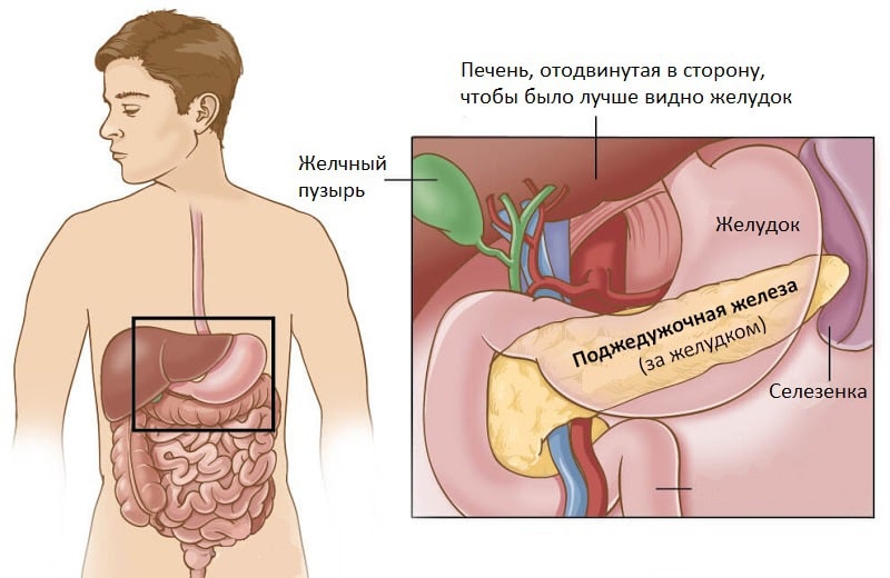 оценка функции печени и поджел.железы.jpg оценка функции печени и поджел.железы.jpg