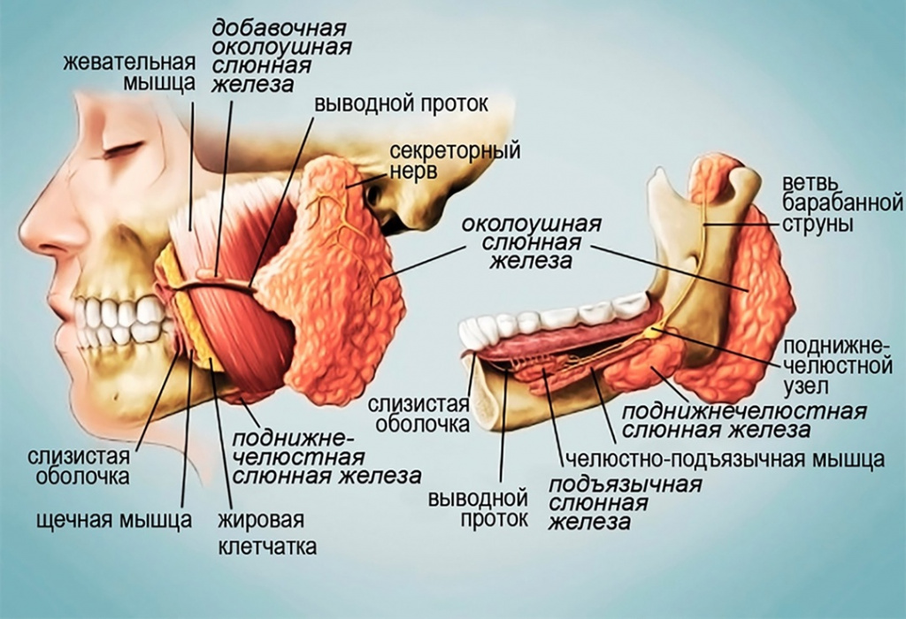 УЗИ слюнных желез.jpg УЗИ слюнных желез.jpg
