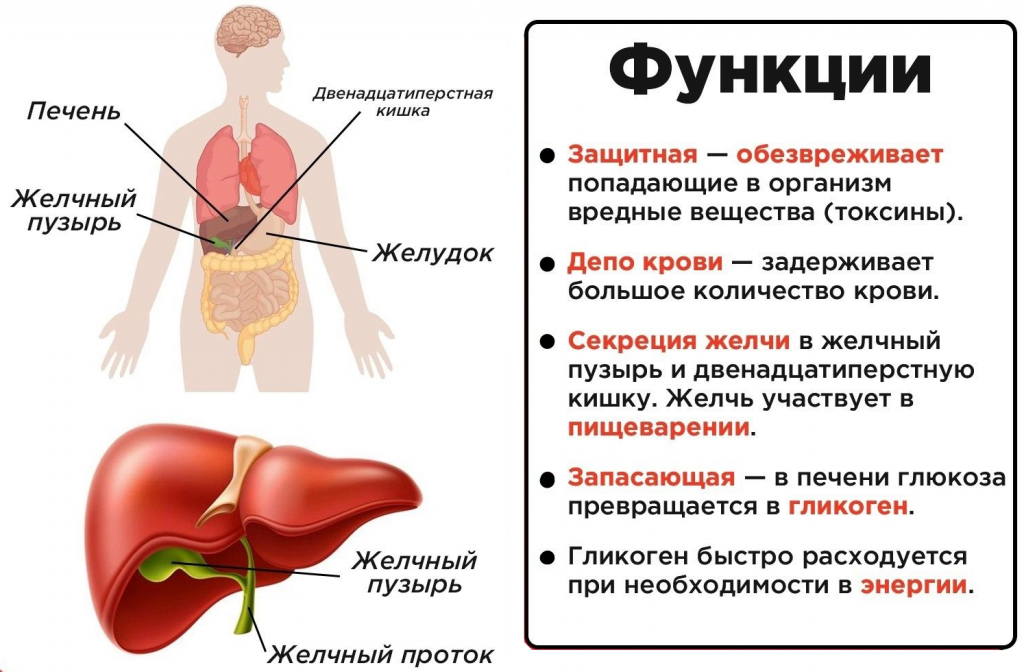 функция печени-fotor-20250530141316.png функция печени-fotor-20250530141316.png