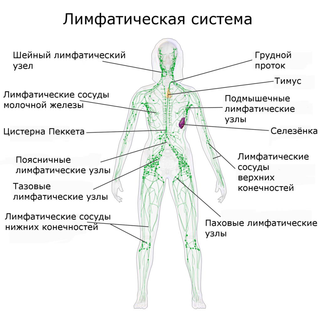 УЗИ лимфоузлов 1 группа.png УЗИ лимфоузлов 1 группа.png