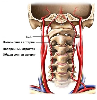 дуплексное сканирование позвоночных артерий-fotor-2025052611616.png дуплексное сканирование позвоночных артерий-fotor-2025052611616.png