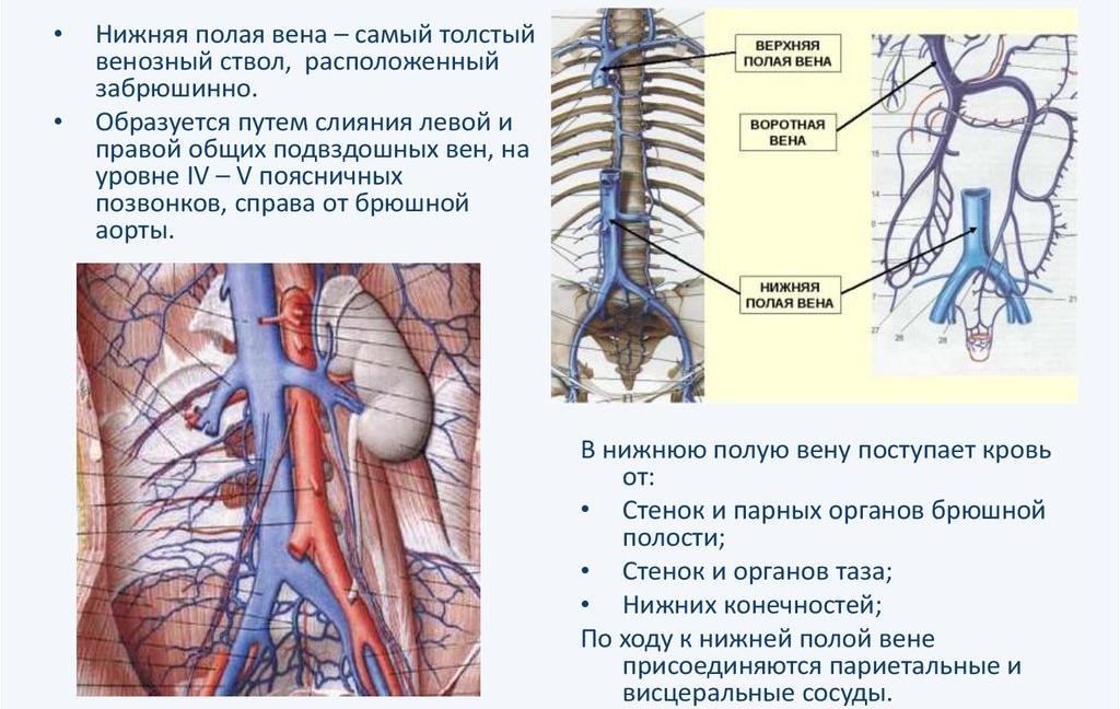 нижняя полая вена-fotor-2025052695250.png нижняя полая вена-fotor-2025052695250.png