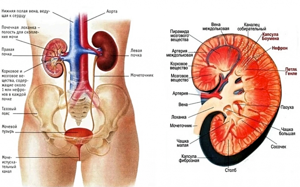 функция почек-fotor-20250530144551.png функция почек-fotor-20250530144551.png