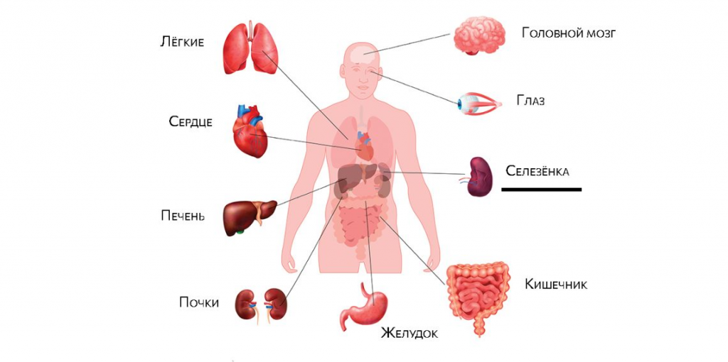 УЗИ селезенки-fotor-20250527115446.png УЗИ селезенки-fotor-20250527115446.png