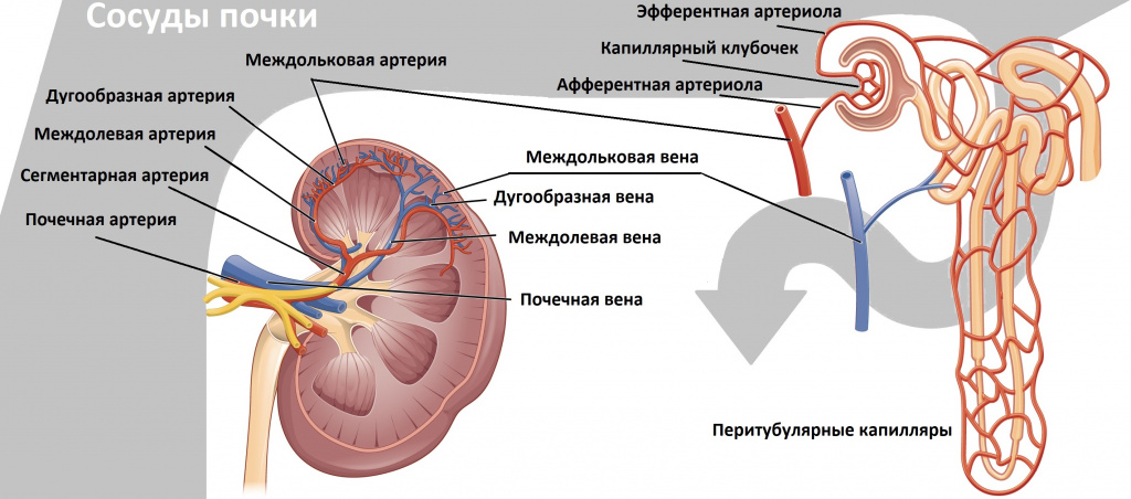 дуплексное сканирование почек.jpg дуплексное сканирование почек.jpg